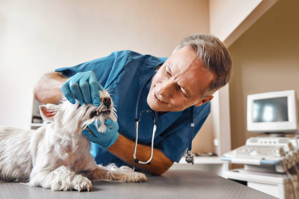 Best Emergency Gum Treatment in Morenci, MI